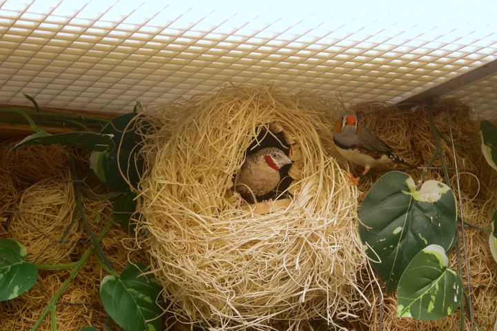 Animals on campus provide comfort to students